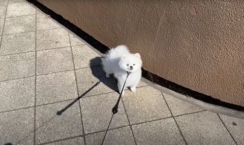 散歩立ち止まるワンコ