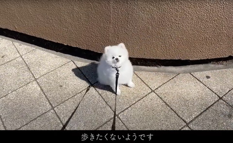 歩きたくないようですテロップ