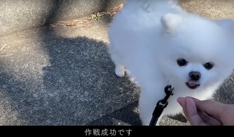 作戦成功ですロップ