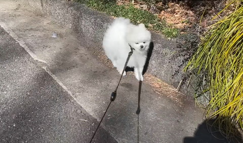 歩くワンコ前から