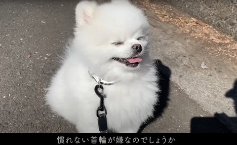 慣れない首輪がテロップ