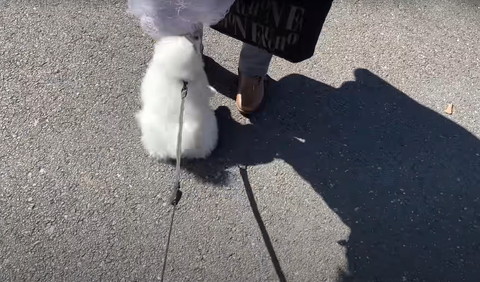 紫の髪の人になでられるワンコ