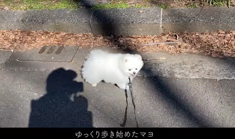 ゆっくり歩き始めたテロップ