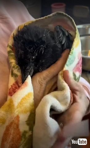 助かったカラス