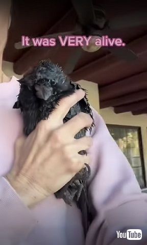 保護されたカラス