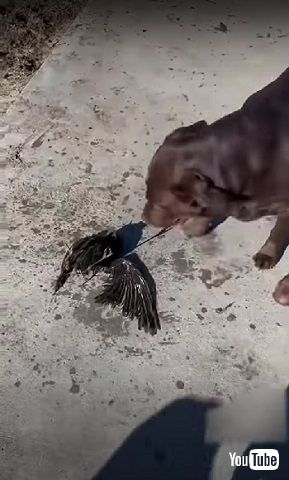 ボロボロのカラス