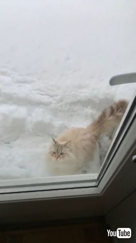 雪の中の猫