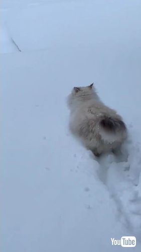 雪の中の猫