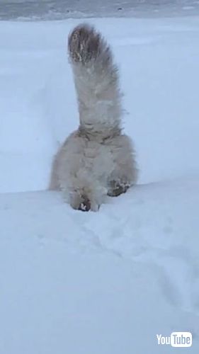 雪の中の猫