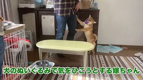 ぬいぐるみで気を引こうと