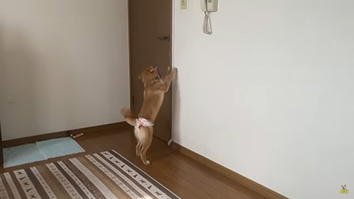 ドア前小夏ちゃん