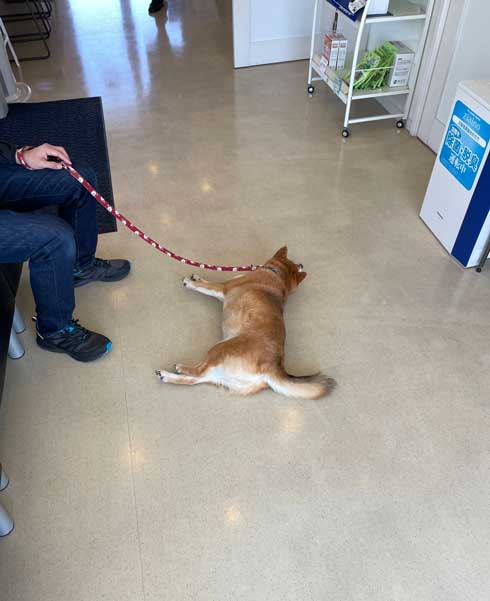 ゴロンする柴犬