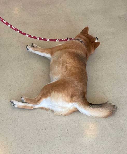 柴犬 パグ ワンコ 動物病院 ど真ん中 くつろげる 堂々 マイペース