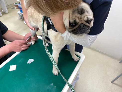 がんばったパグ