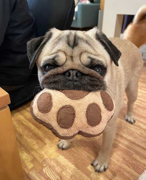 おもちゃをくわえた犬