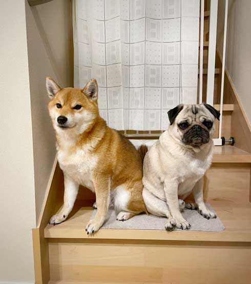 ごはん待ちのワンコ