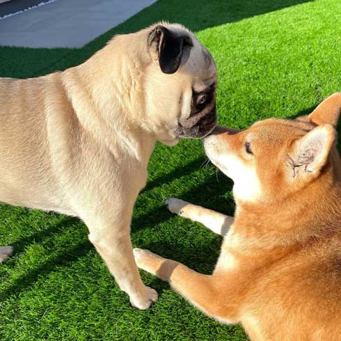 アキちゃんが大好きな犬