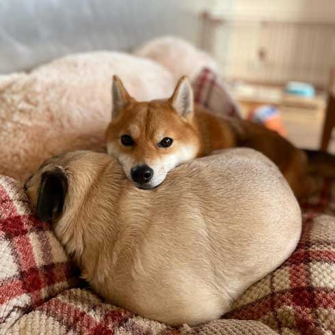 仲良しなふたり