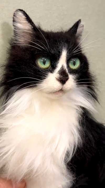 羊毛フェルト猫の制作風景