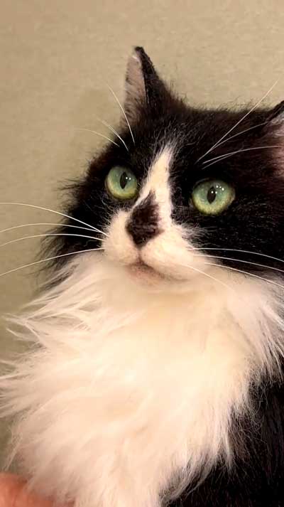 羊毛フェルト猫の制作風景