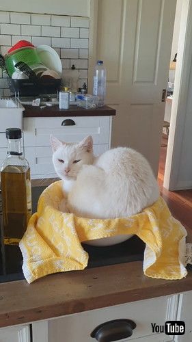 「Cat Uses Salad Bowl As Bed || ViralHog」
