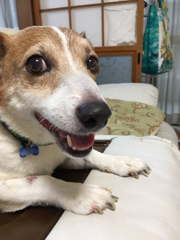 毛が短いワンコ笑顔