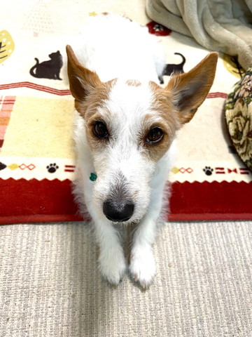 伏せしてるワンコ