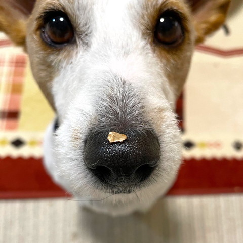 鼻の上にゴごみらしきもの