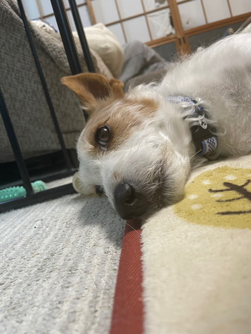 横になるワンコ