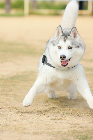 ドッグランで走ってるワンコ