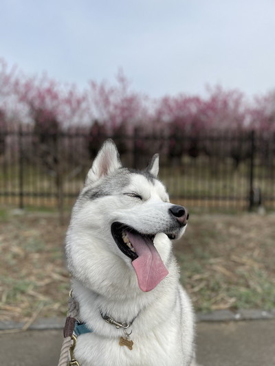 背景に桜か桃の木ワンコ