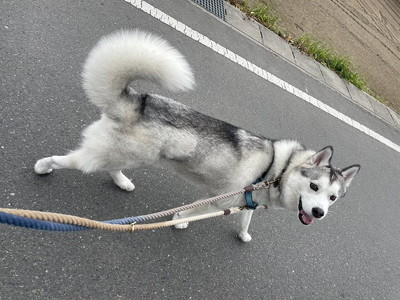 散歩中に振り返るワンコ