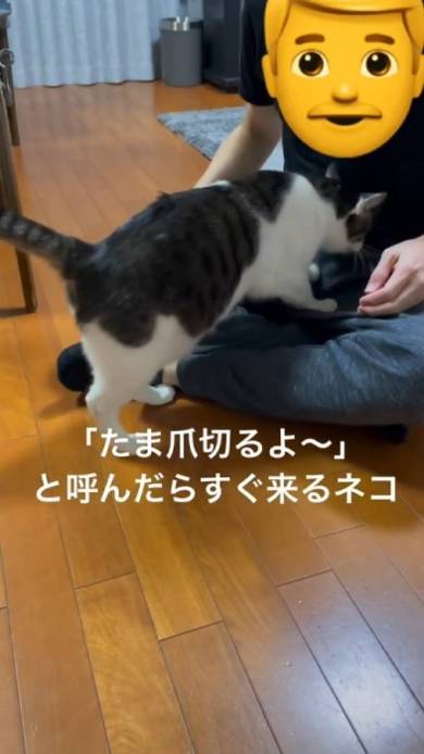 猫 寺谷家 たま 爪切り