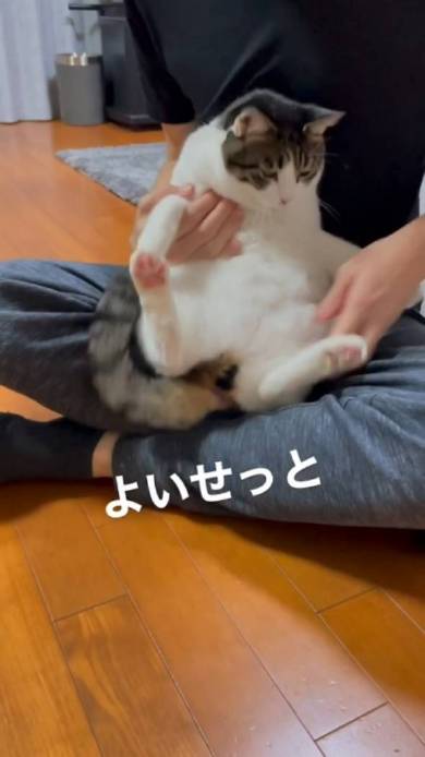 猫 寺谷家 たま 爪切り