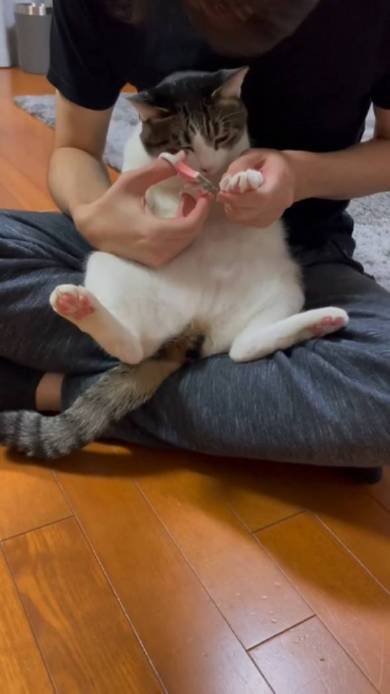 猫 寺谷家 たま 爪切り