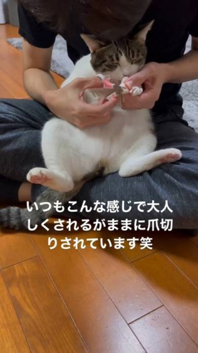 猫 寺谷家 たま 爪切り