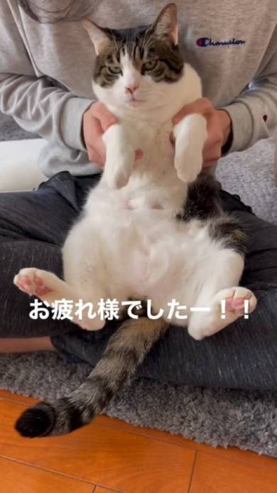 猫 寺谷家 たま 爪切り