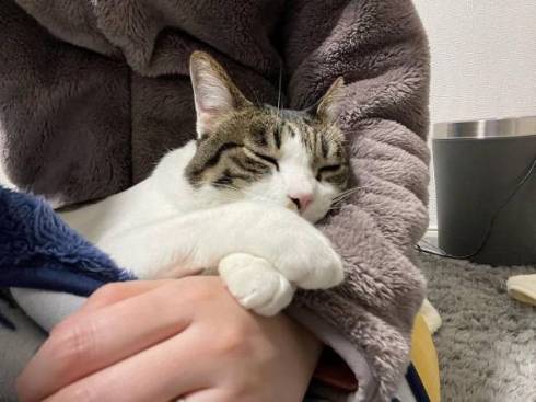 猫 寺谷家 たま 爪切り