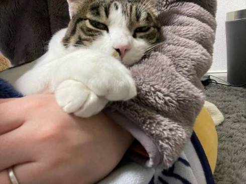 猫 寺谷家 たま 爪切り