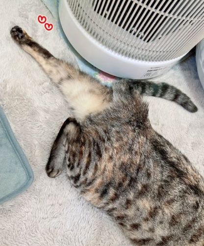 後ろ足を伸ばす猫