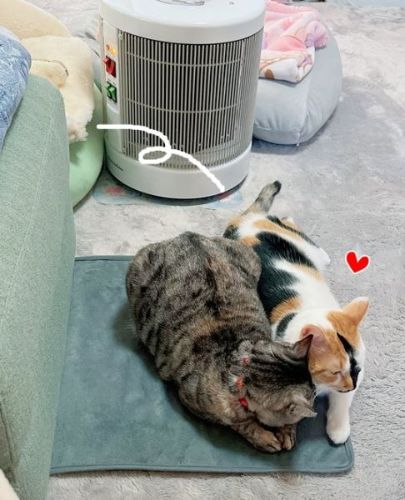 2匹でくっつく画像