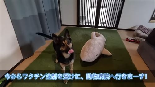 動物病院で文句タラタラなジャーマンシェパード