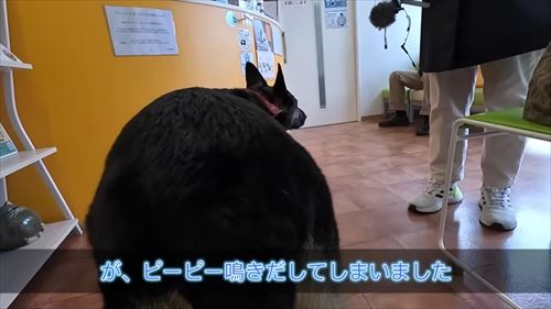 動物病院で文句タラタラなジャーマンシェパード