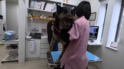 動物病院で文句タラタラなジャーマンシェパード