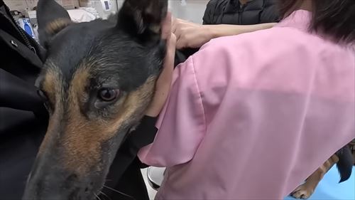 動物病院で文句タラタラなジャーマンシェパード