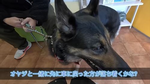 動物病院で文句タラタラなジャーマンシェパード