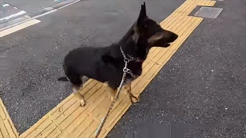 動物病院で文句タラタラなジャーマンシェパード