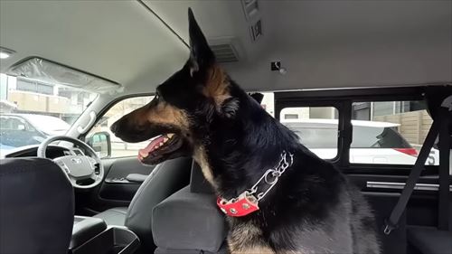 動物病院で文句タラタラなジャーマンシェパード