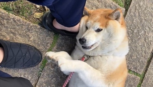 おねだりが独特なワンちゃん