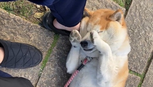 おねだりが独特なワンちゃん